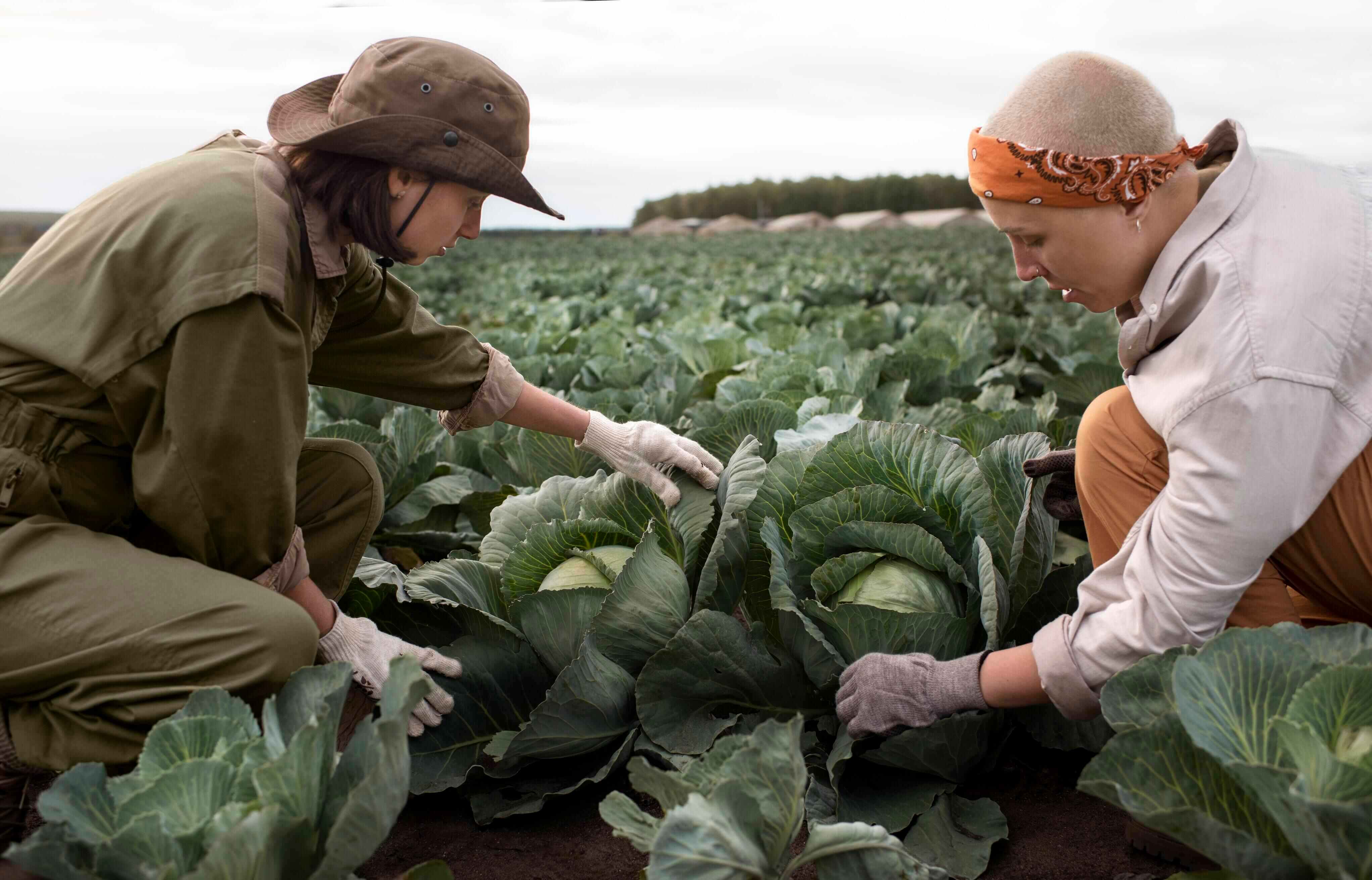 Local farmers working with Abustans